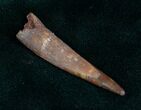Large Inch Pterosaur Tooth - Morocco #7129-1